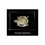 Skeleton, Tortoise
