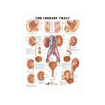 Chart, Urinary Tract