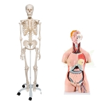 Human Skeleton & Torso Bundle - Full Size
