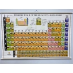 Chart, Periodic Table of Elements, Illustrated