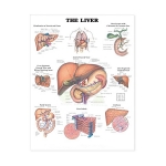Chart, The Liver