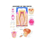 Chart, The Teeth