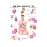 Chart, Endocrine System